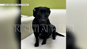 Жена заявила, что ударила мужа ножом, спасая их собаку от сексуального насилия