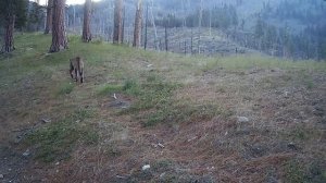 Видео с камер слежения