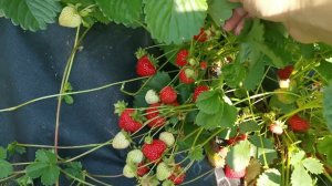 Бьютти. Мечта любого садовода