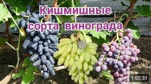 Кишмиши на моем винограднике