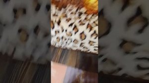 разные приколы и мой кот тимоша он наконец-то залез в свой домик!