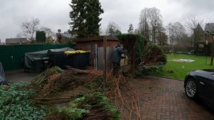 Кусторез. Удаление живой изгороди из туи