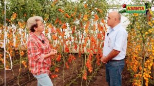 Эти ЧЕРРИ сладкие как фрукты! Новинки 2026! ЯНТАРНАЯ КИСТЬ F1