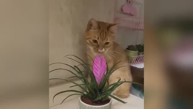 277 уморительных моментов с кошками и собаками в 2025 году 😼🐶 Попробуйте не засмеяться смотреть онлайн