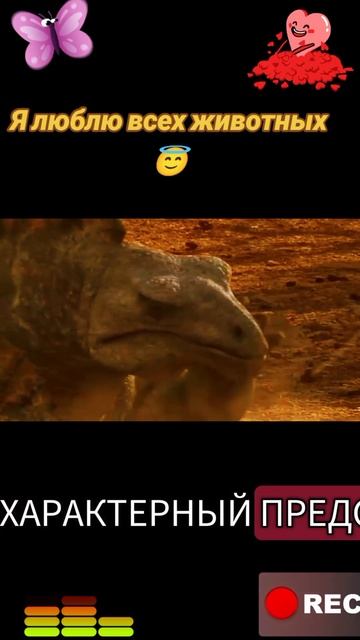 Я люблю всех животных😇 смотреть онлайн