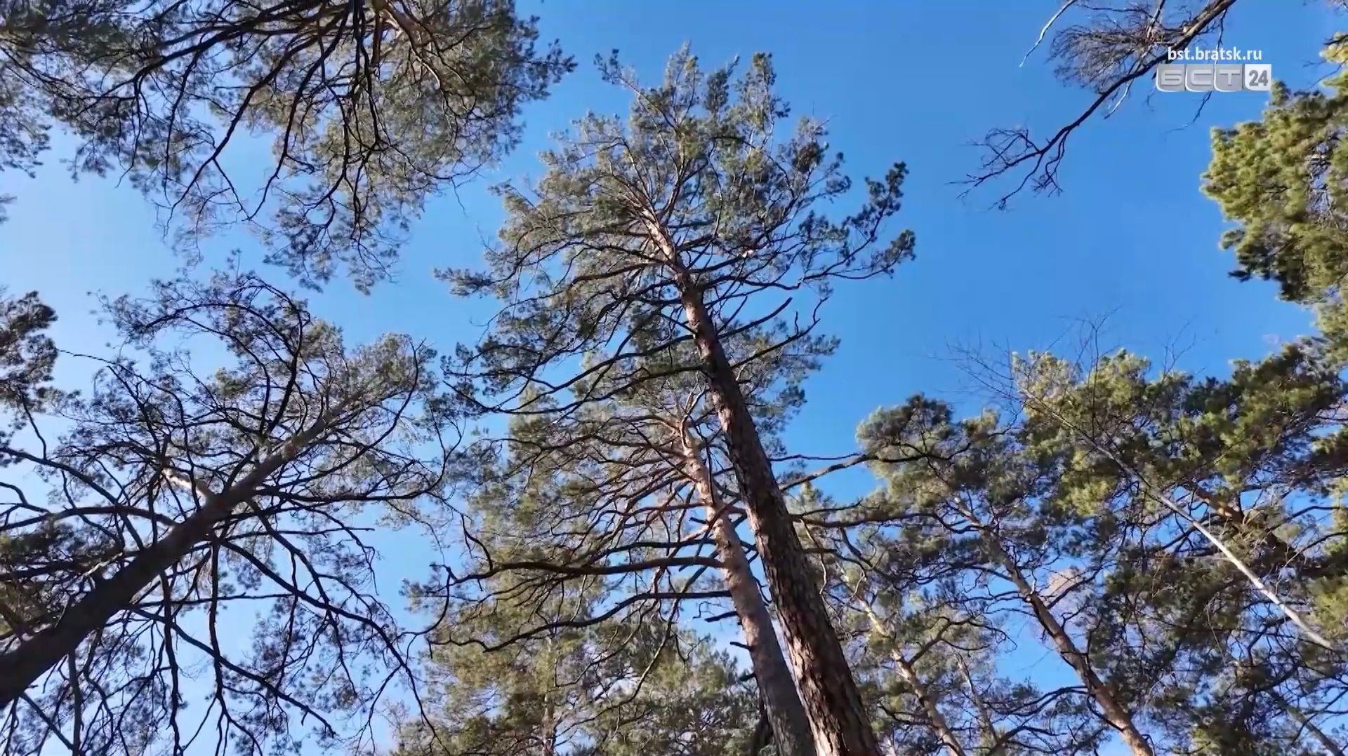 Лесозаготовители выплатят 1,8 млн рублей за ущерб природе Братского района смотреть онлайн