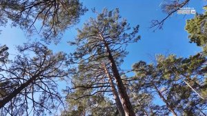 Лесозаготовители выплатят 1,8 млн рублей за ущерб природе Братского района