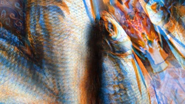 Рыбный день. 🎣 Речная рыба. смотреть онлайн