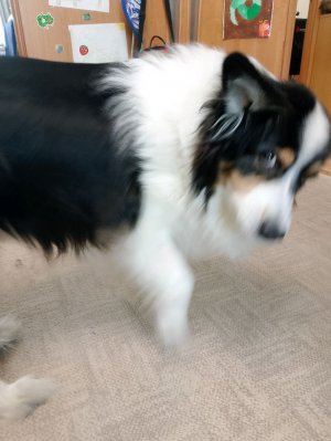 я просто хатела тост