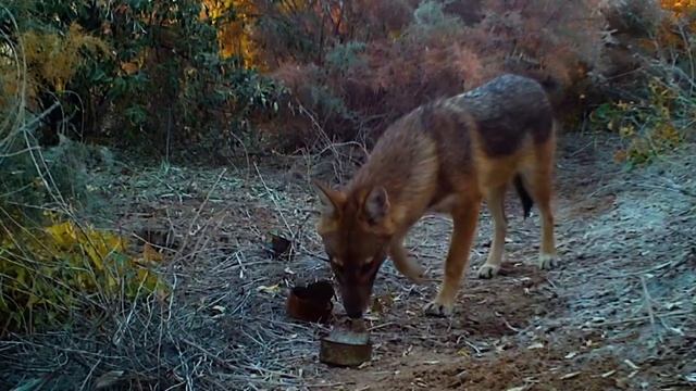 IMG_4497.MP4 смотреть онлайн