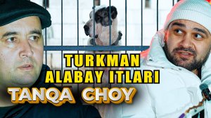 TANQA CHOY 24-QISM. TURKMAN ALABAY ITLARI. ARSLON ESENOV