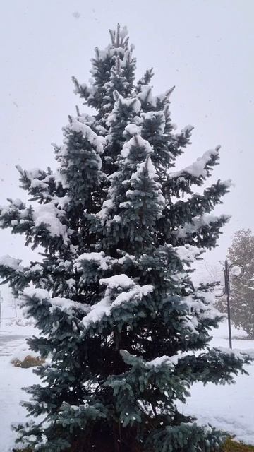 Песня Шамана парада смотреть онлайн