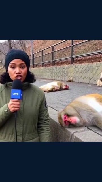 приключениямартышек смешныеживотные путешествиевселенной экзотическаяжизнь