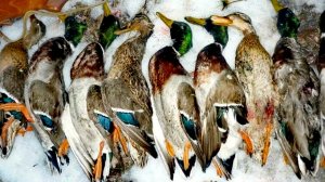 Самые ЖИРНЫЕ УТКИ. Эх, были времена. #охота #утки #кряква #селезень #рыбалка