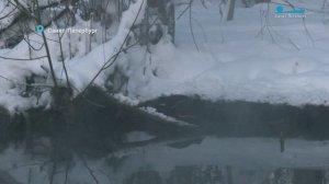 Воробей-экстремал оляпка, пара краснокнижных камышниц на зимовке и мастерицы ходить гоголем