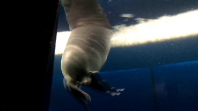 БАЙКАЛ. Нерпинарий в Листвянке смотреть онлайн