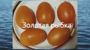 Эти томаты отлично подходят для консервирования. г. Киров