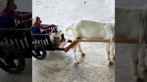 Видео от МЯУтаверс – как метавселенная, но с котами