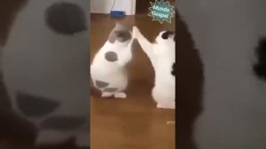 Видео от МЯУтаверс – как метавселенная, но с котами