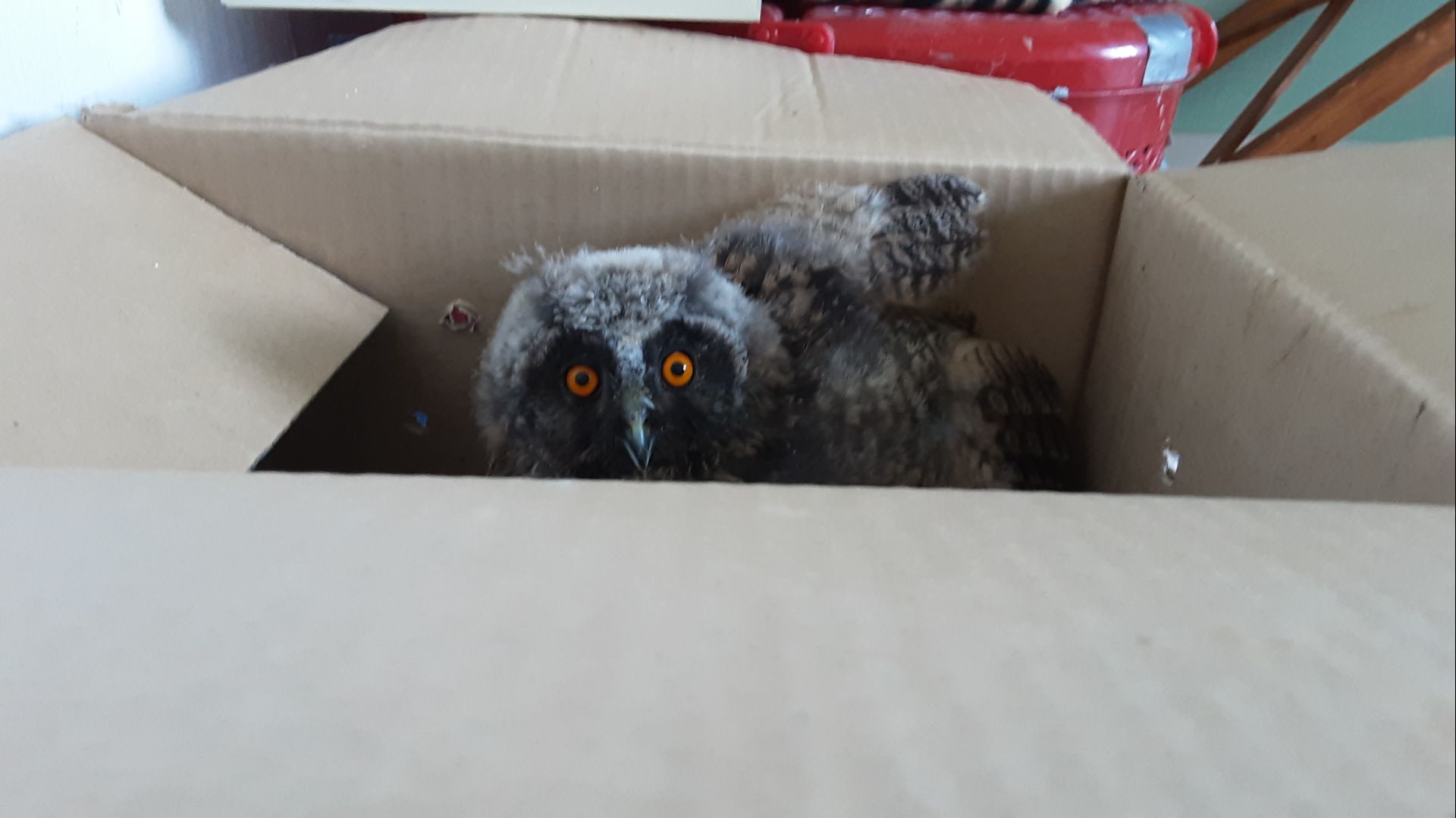 Гайд какая коробка подходит. Полезно. смотреть онлайн