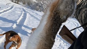 Охота на зайца