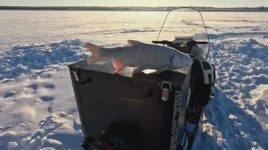 Проверка удочек. 44 день.