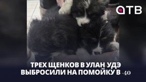 Трех щенков в Улан-Удэ выбросили на помойку в -40