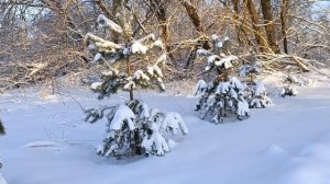 Выдержки из школьных сочинений