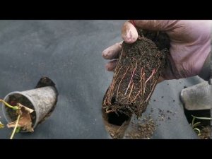 Разрабатываем новый участок#легкий способ посадки земляники#делаем межки при помощи окучника.