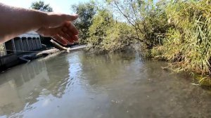 Форель горы