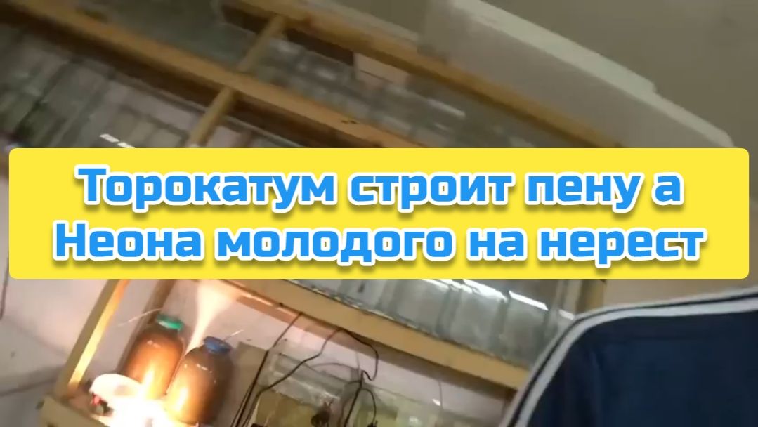 Торокатум строит пену а Неона молодого на нерест смотреть онлайн