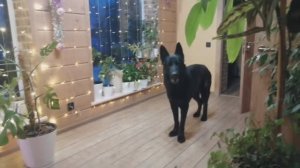 Вещаю и обзор из зимнего сада! Цветы-это моё настроение! 🌼🌺🌹