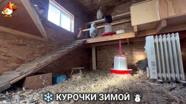 Куры зимой очень счастливы 🤗❄️⛄ (19) смотреть онлайн