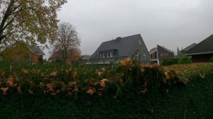 Кусторез. Стрижка живой изгороди из тиса