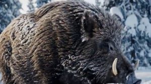 Волк против секача.