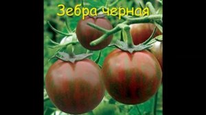 Каталог томатов на  2026 год. Часть 4. г. Киров  т. 89229284031