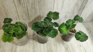 МАЛО КТО ЗНАЕТ что ЧЕРЕНКИ ГЕРАНИ в ЯНВАРЕ выращивают только таким способом!