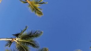 Загораю под кронами пальм