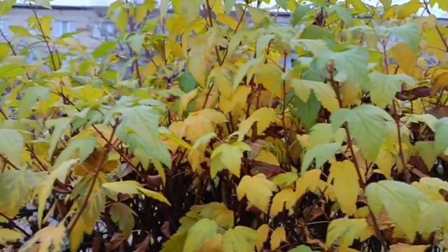 #разные времена года как они красивы смотреть онлайн