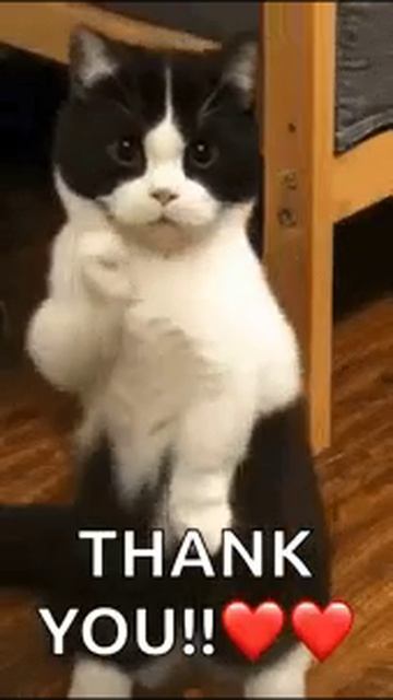 Кот танцует смотреть онлайн