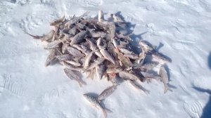 мой улов на таёжной реке кузур 2017 года