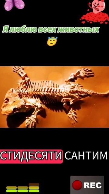 Я люблю всех животных😇 смотреть онлайн