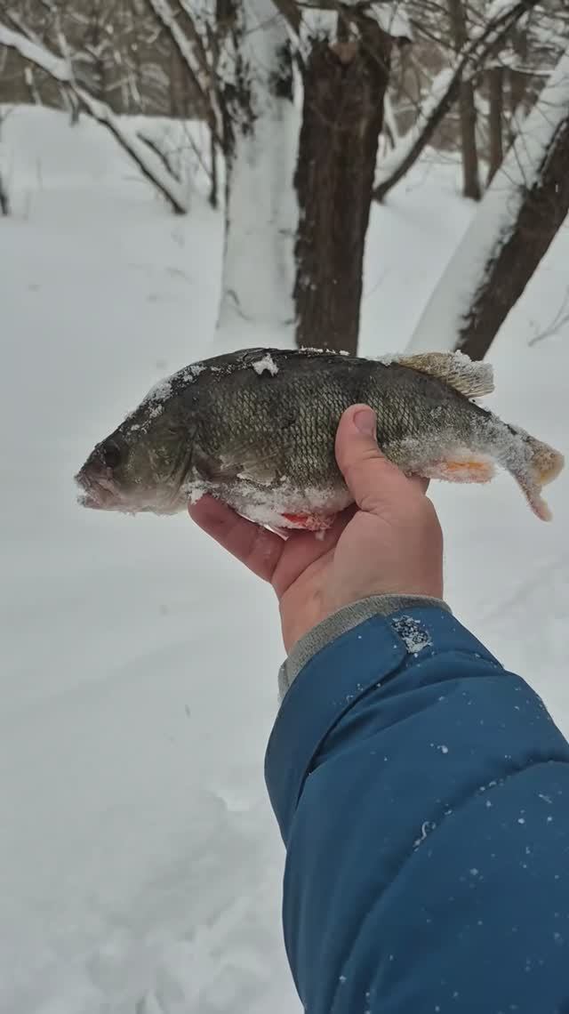 Мормышинг в последний день новогодних каникул. Трофейный окунь. Супер спиннинг для мормо KolaSalmon смотреть онлайн