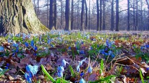 Тише мир. (стих в прозе)