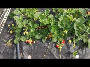 Кантус! Новинка с отличным вкусом и урожайностью