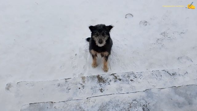Барбос+Разбор,и другие дела. смотреть онлайн