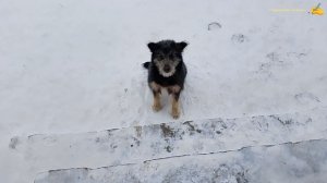 Барбос+Разбор,и другие дела.