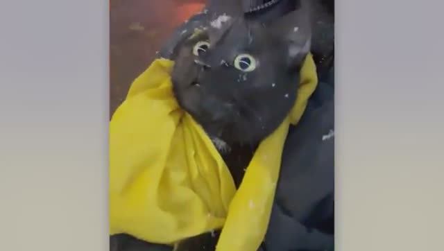 ЗАБАВНАЯ РЕАКЦИЯ ЖИВОТНЫХ НА СУМАСШЕДШУЮ ПОГОДУ. смотреть онлайн