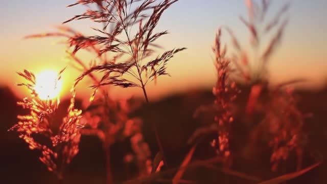 🎵 ПРИРОДА 🎵 смотреть онлайн