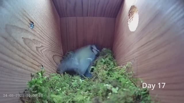 ОТ ПУСТОГО ГНЕЗДА ДО ПЕРВОГО ЯЙЦА//ЖИЗНЬ ПТИЦЫ И КАК ОНА ОТКЛАДЫВАЕТ ЯЙЦА смотреть онлайн